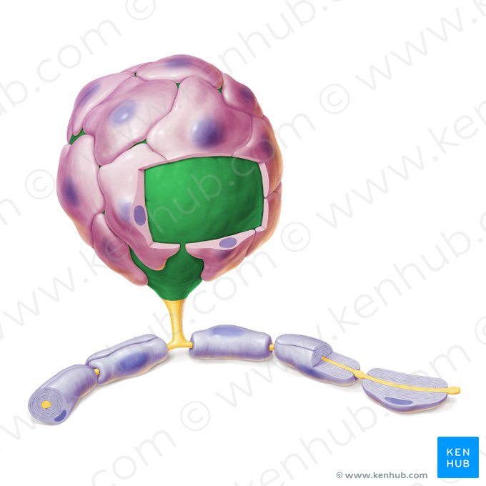 Cuerpo celular de la neurona (Soma); Imagen: Paul Kim