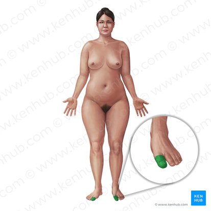 Great toe (Hallux); Image: Paul Kim