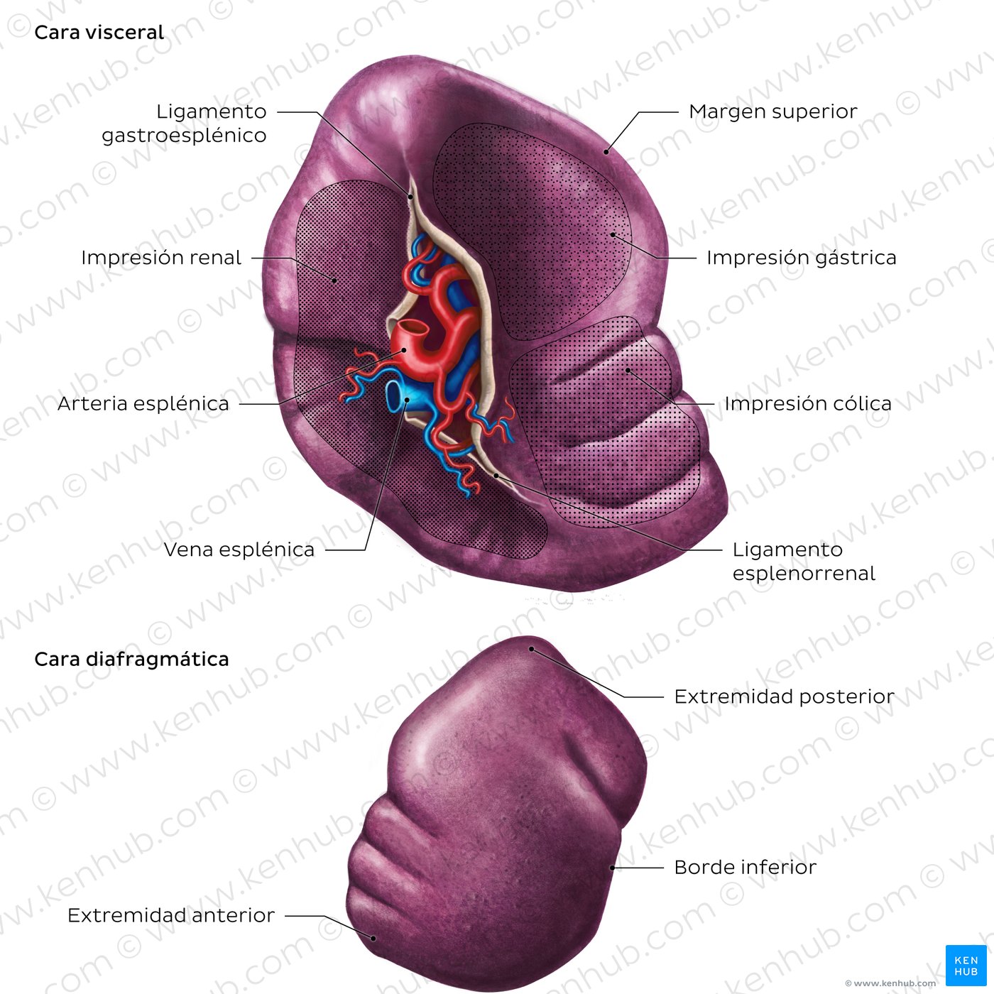 Anatomía superficial del bazo