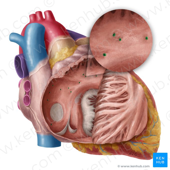 Openings of smallest cardiac veins (Foramina venarum minimarum); Image: Yousun Koh