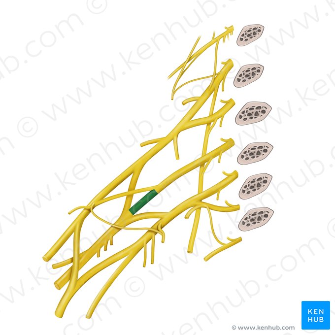 Posterior division of middle trunk of brachial plexus (Divisio posterior trunci medii plexus brachialis); Image: Begoña Rodriguez