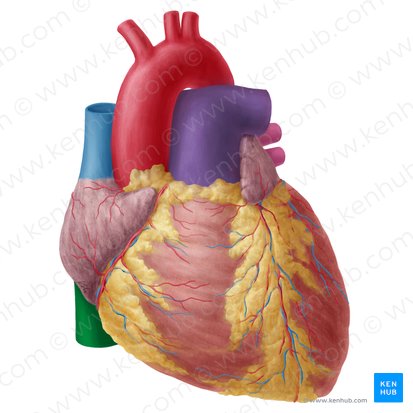 Vena cava inferior (Untere Hohlvene); Bild: Yousun Koh