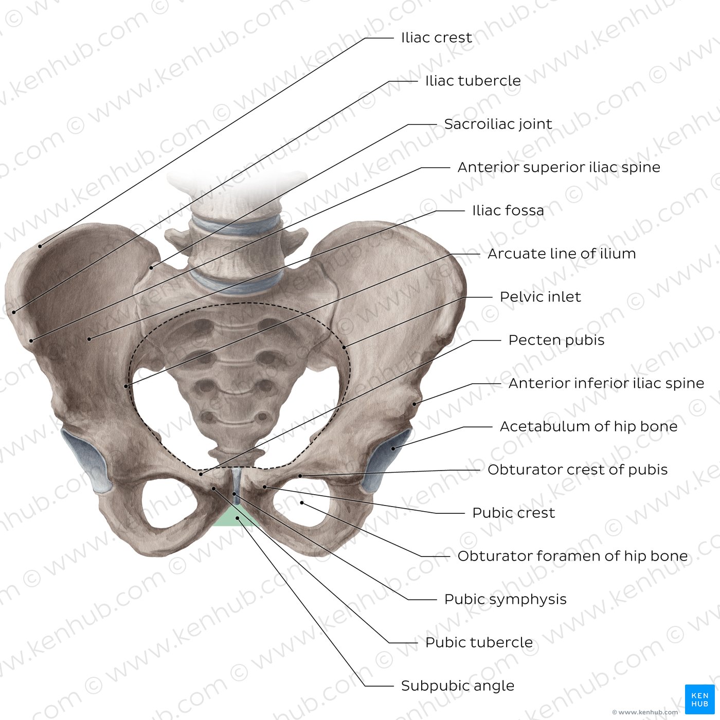 Pelvis