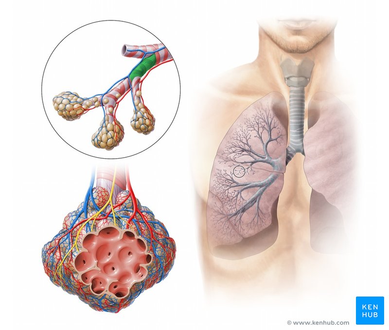 Terminal bronchiole - ventral view