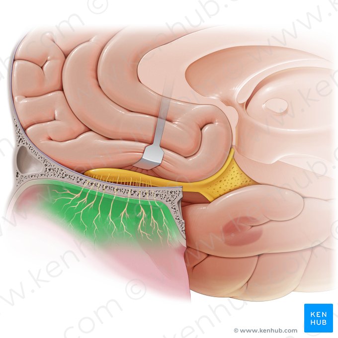 Mucosa olfatoria (Pars olfactoria tunica mucosae nasi); Imagen: Paul Kim