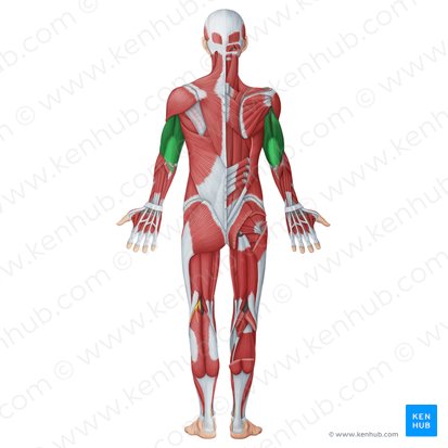 Muscles postérieurs (extenseurs) du bras (Musculi posteriores brachii); Image : Irina Münstermann