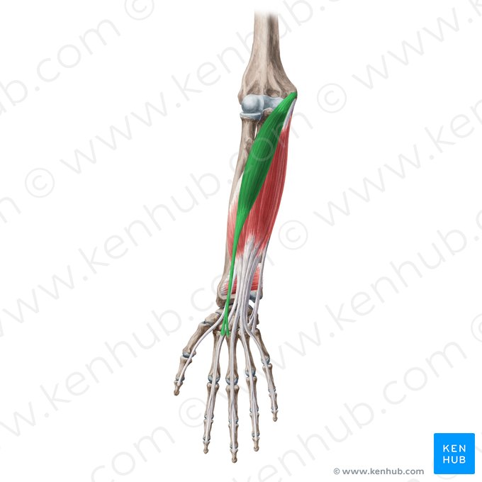 Musculus flexor carpi radialis (Speichenseitiger Handbeuger); Bild: Yousun Koh