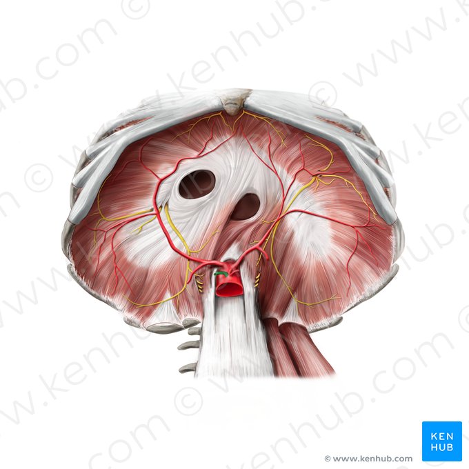 Common hepatic artery (Arteria hepatica communis); Image: Stephan Winkler