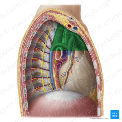 Mediastinum superius (Oberes Mediastinum); Bild: Yousun Koh