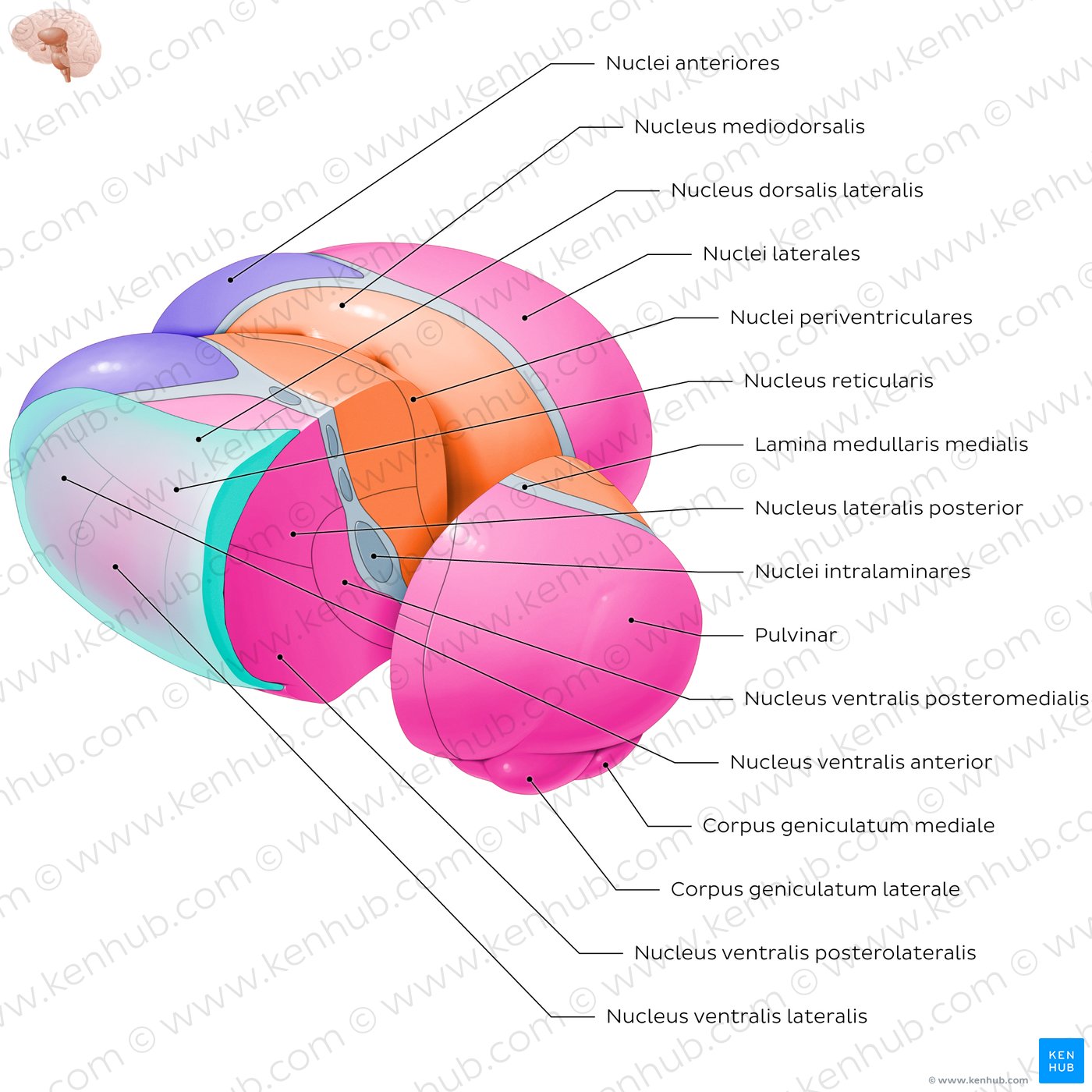 Kerne des Thalamus