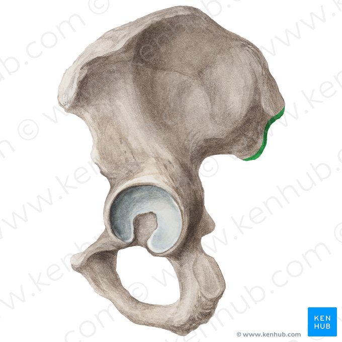 Posterior border of ilium (Margo posterior ossis ilii); Image: Liene Znotina
