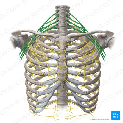 Plexus brachialis (Armgeflecht); Bild: Yousun Koh