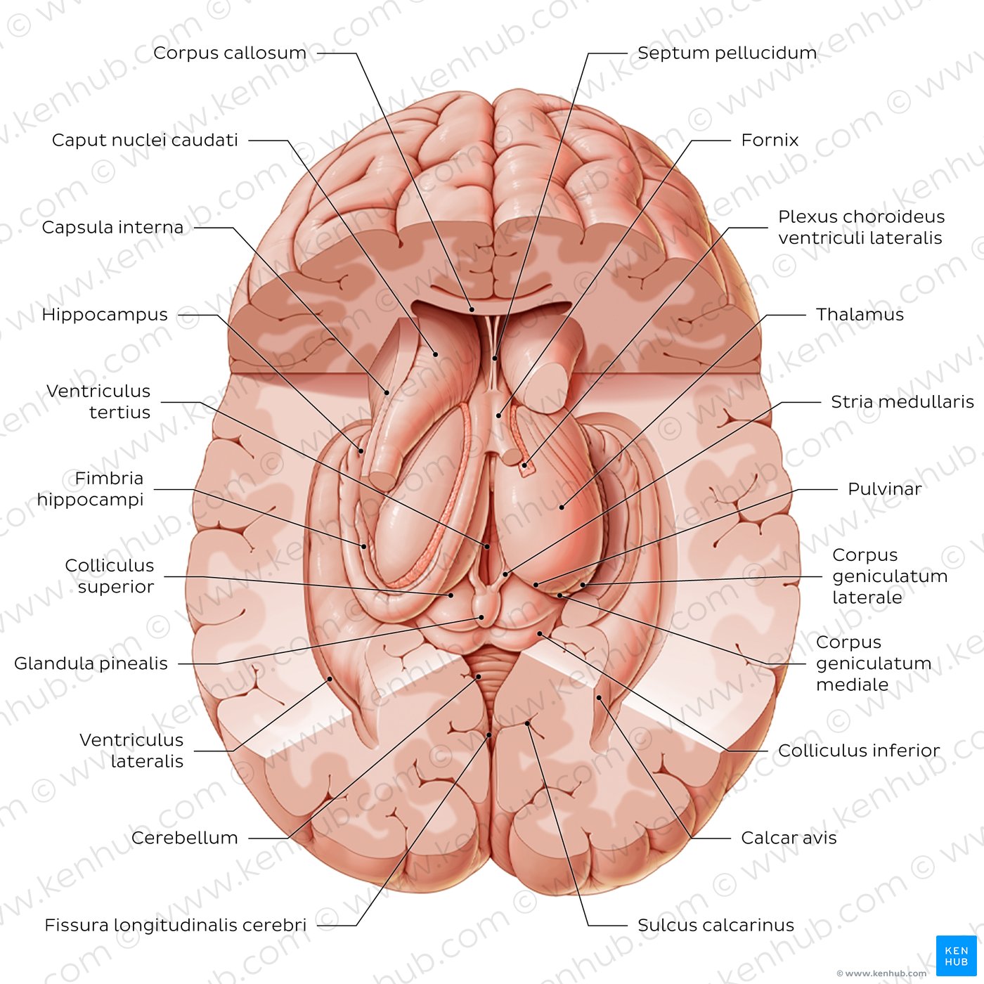 Thalamus