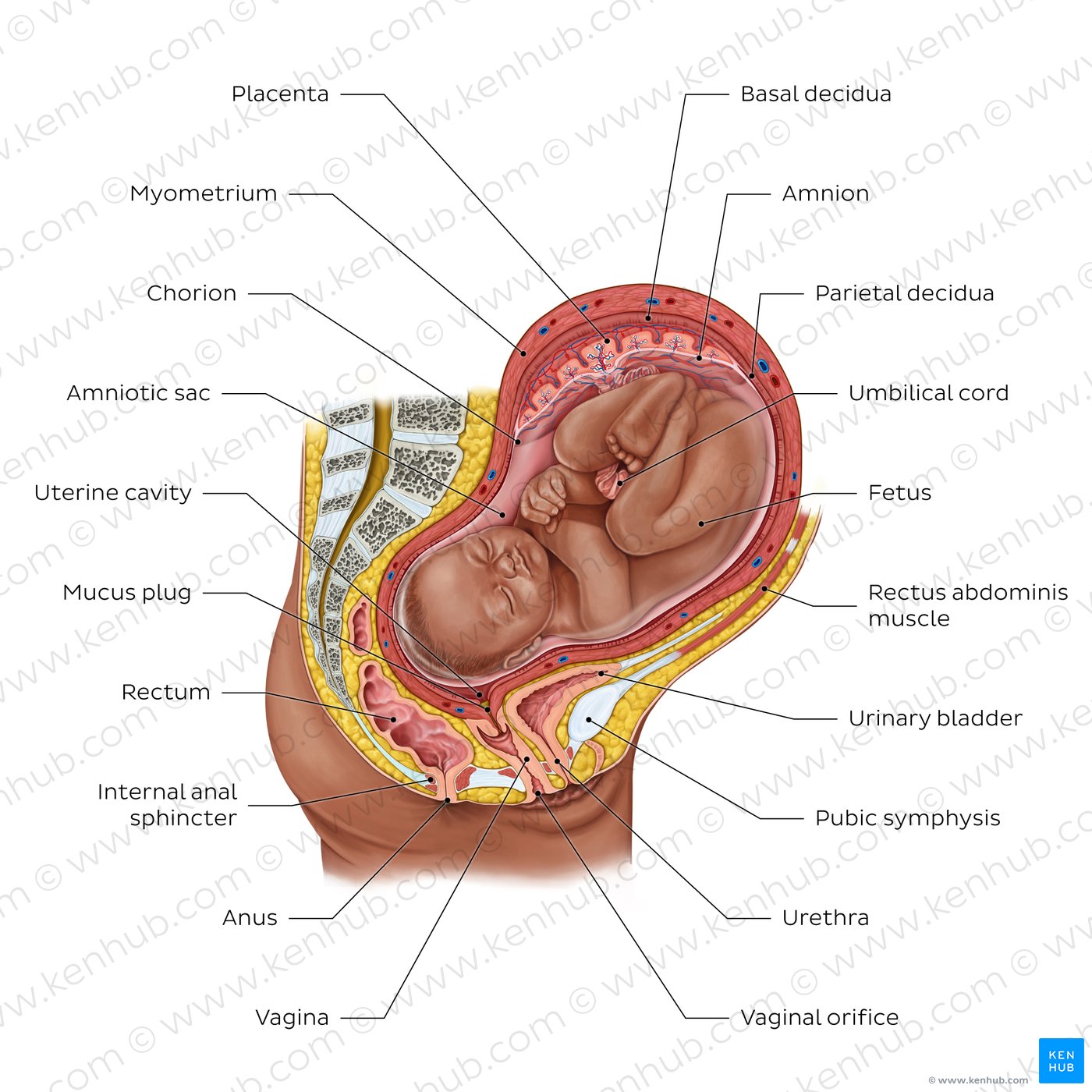 Fetus in utero