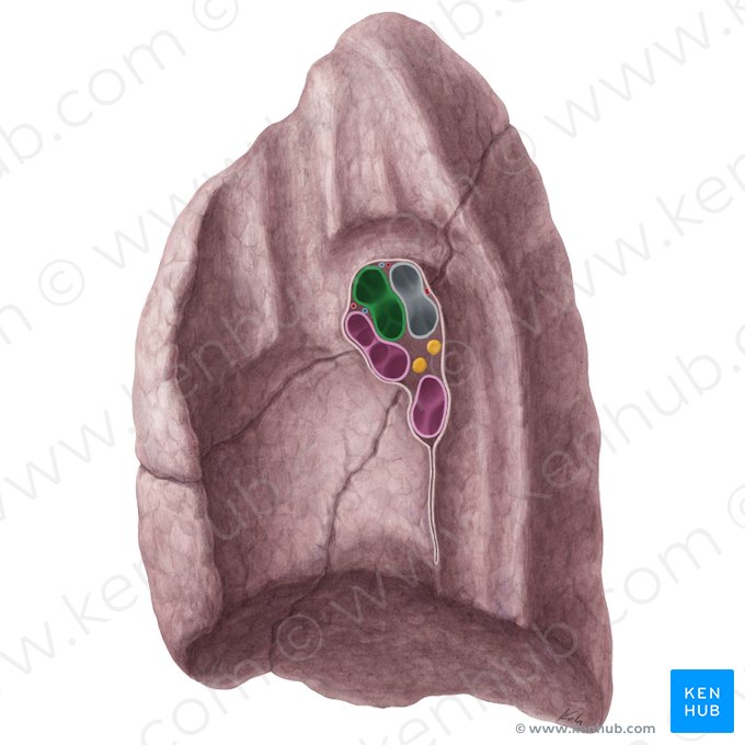 Arteria pulmonalis dextra (Rechte Lungenarterie); Bild: Yousun Koh