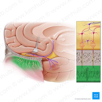 Olfactory part of nasal mucosa (Pars olfactoria tunica mucosae nasi); Image: Paul Kim