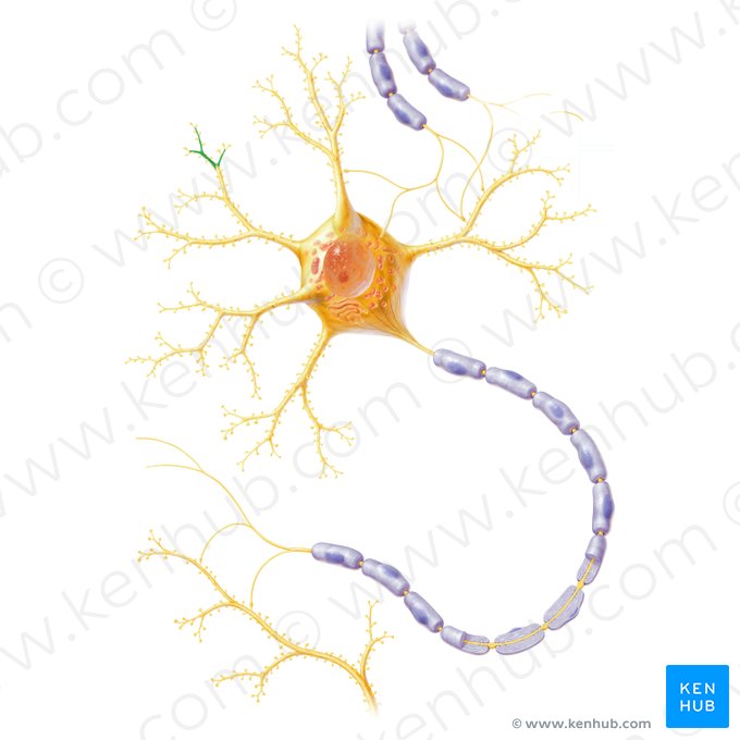 Tertiary dendritic branch (Ramus dendriticus tertiarius); Image: Paul Kim