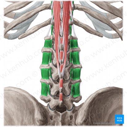 Intertransversarii lumborum muscles (Musculi intertransversarii lumborum); Image: Yousun Koh