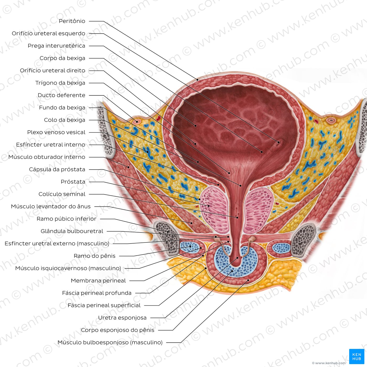 Corte coronal da bexiga masculina