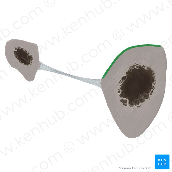 Posterior surface of tibia (Facies posterior tibiae); Image: Tal Bavli Ziv