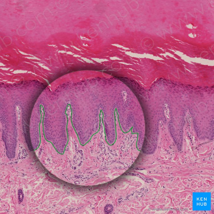Junctio dermoepidermalis (Dermoepidermaler Übergang); Bild: 