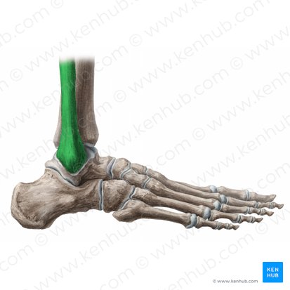 Fibula; Image: Liene Znotina
