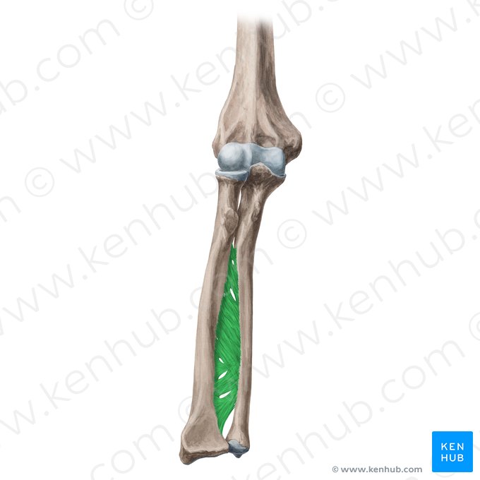 Interosseous membrane of forearm (Membrana interossea antebrachii); Image: Yousun Koh