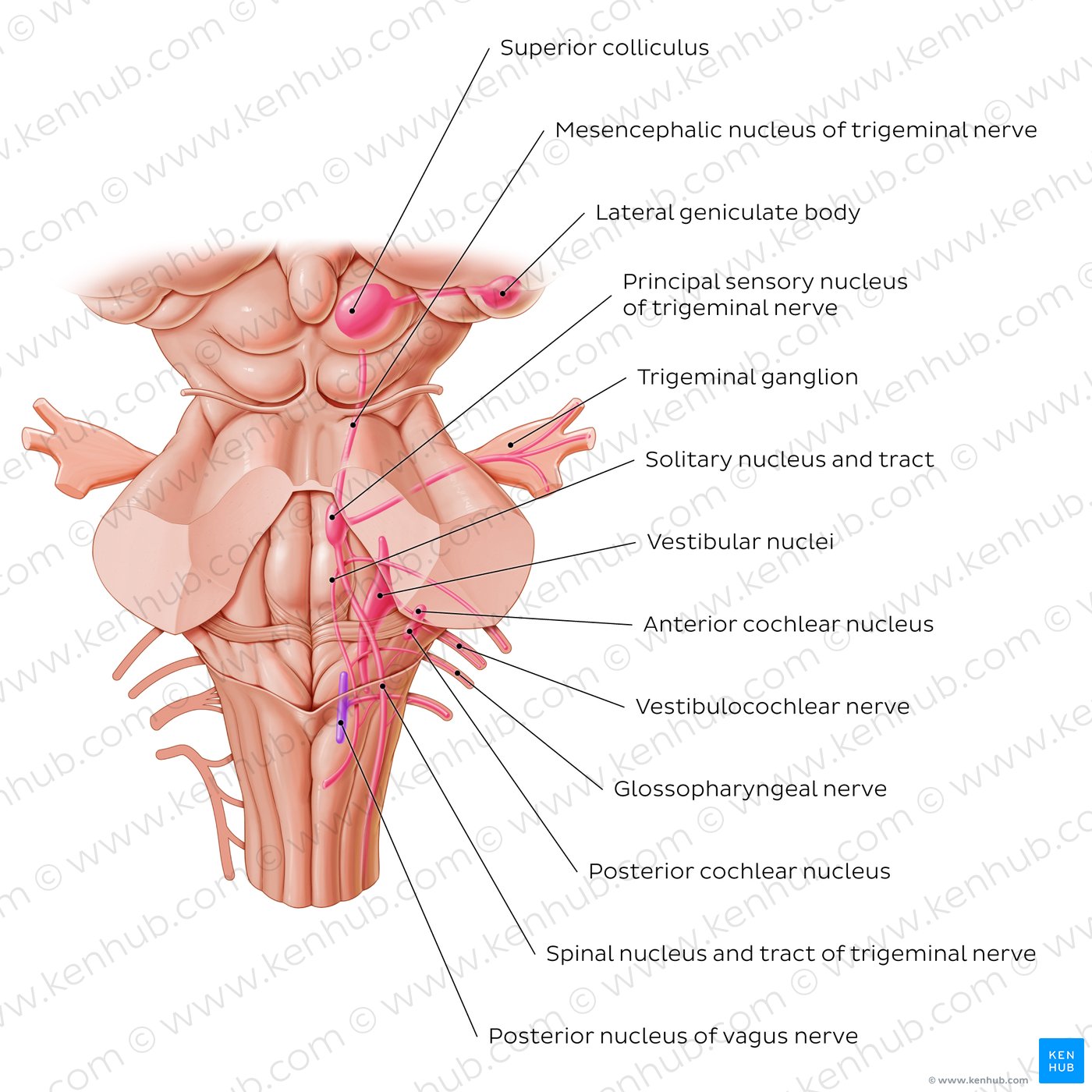 Sensory (afferent) cranial nerve nuclei