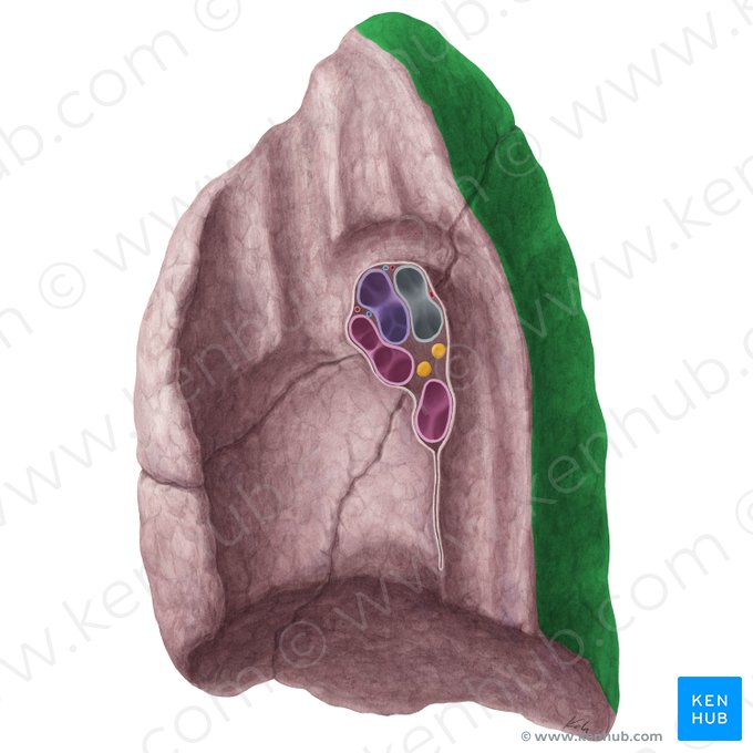 Facies vertebralis pulmonis dextri (Wirbelseitige Fläche der rechten Lunge); Bild: Yousun Koh