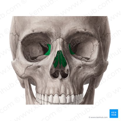 Ethmoid bone (Os ethmoidale); Image: Yousun Koh