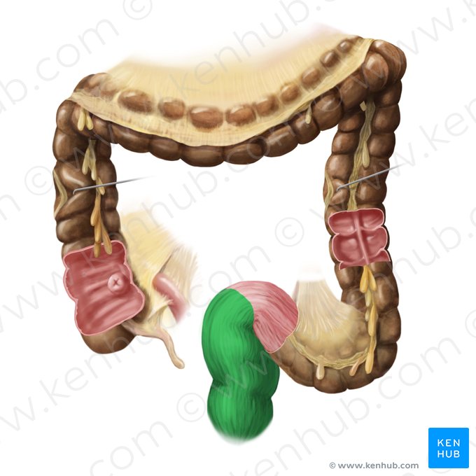 Rectum; Image: Begoña Rodriguez