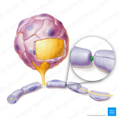 Nódulo de Ranvier (Nodus interruptionis myelini); Imagen: Paul Kim