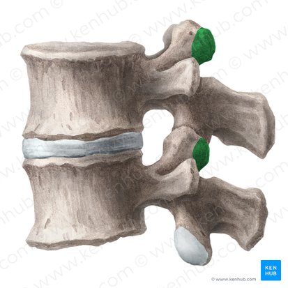 Processus mammillaris vertebrae lumbalis (Zitzenfortsatz des Lendenwirbels); Bild: Liene Znotina