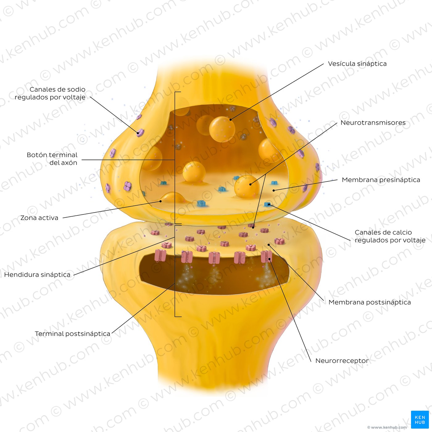 Key features of a chemical synapse.