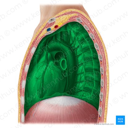 Mediastinum; Bild: Yousun Koh