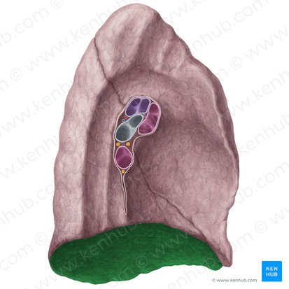 Diaphragmatic surface of left lung (Facies diaphragmatica pulmonis sinistri); Image: Yousun Koh