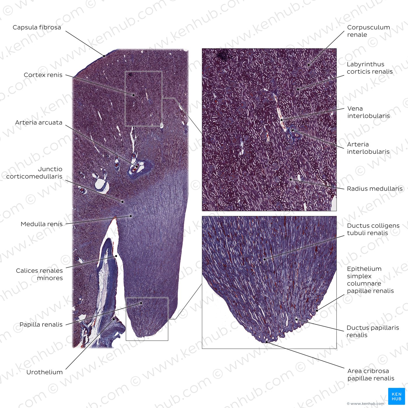 Niere - histologisches Präparat