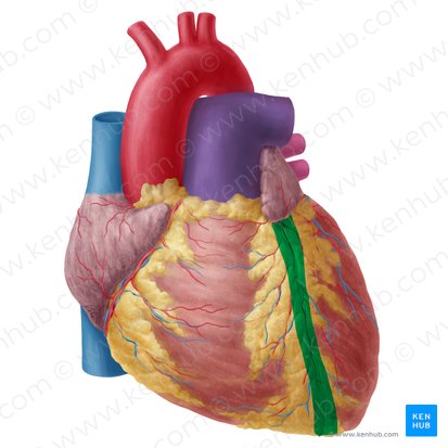 Anterior interventricular sulcus (Sulcus interventricularis anterior); Image: Yousun Koh