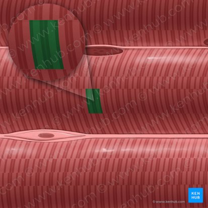 Sarcomere (Sarcomerum); Image: Tal Bavli Ziv