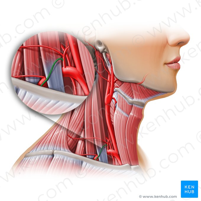 Suprascapular artery (Arteria suprascapularis); Image: Paul Kim