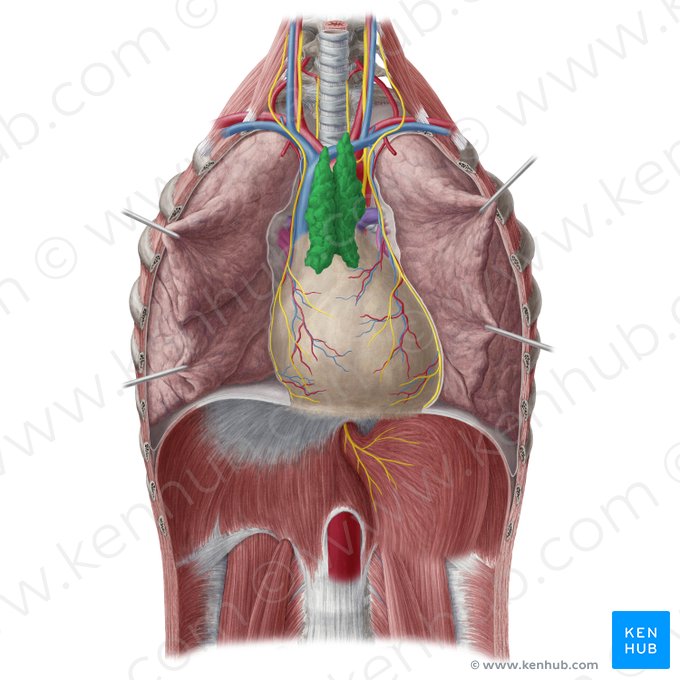 Thymus; Image: Yousun Koh