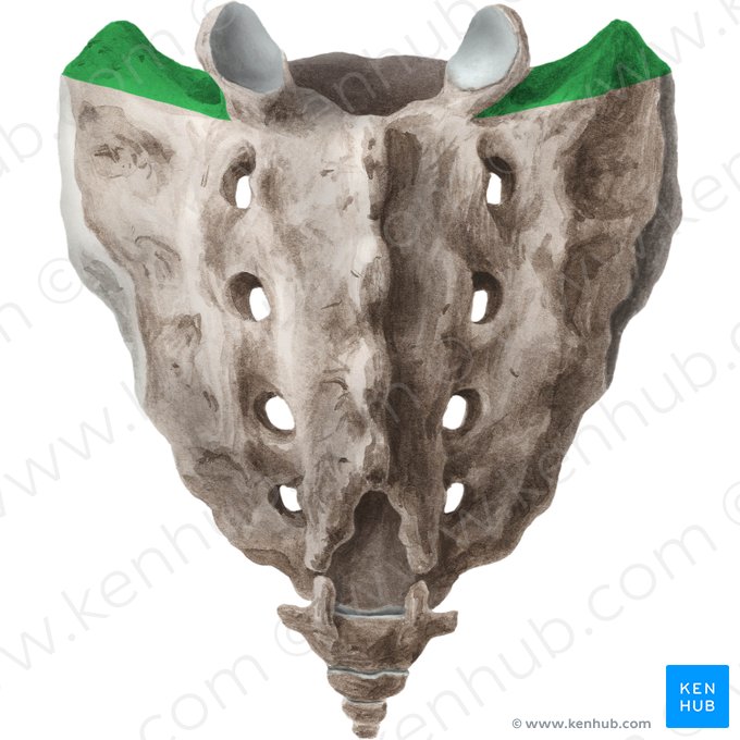 Ala of sacrum (Ala ossis sacri); Image: Liene Znotina