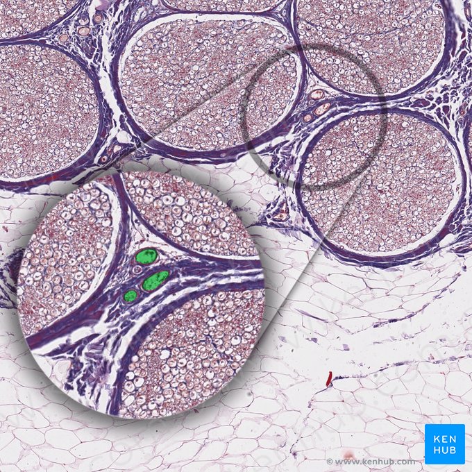 Vasa nervorum; Image: 