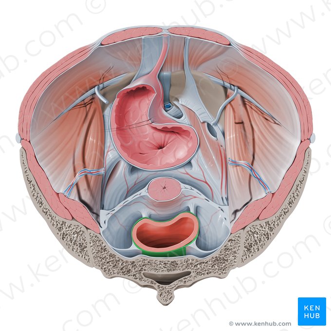 Fascia rectalis (Mastdarmfaszie); Bild: Paul Kim