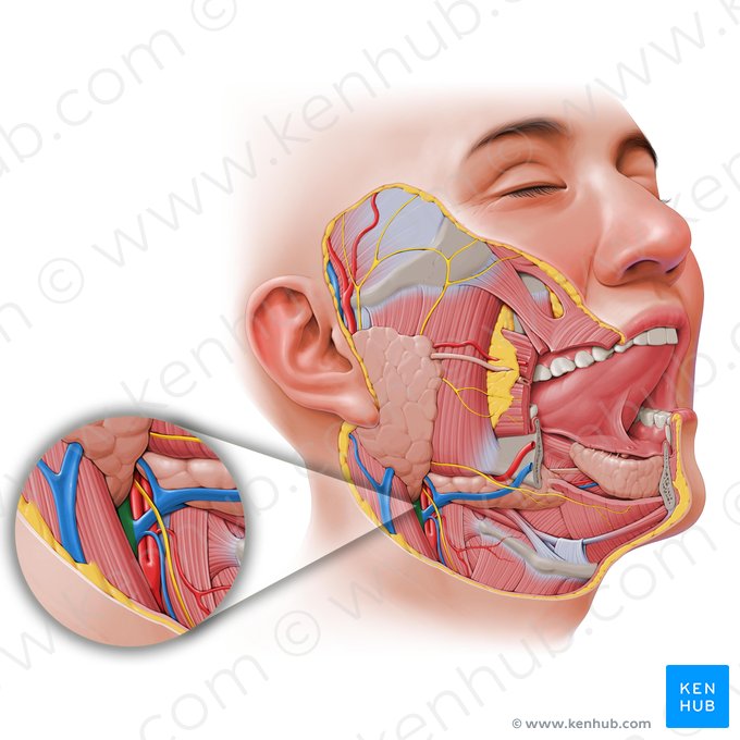 Internal jugular vein (Vena jugularis interna); Image: Paul Kim