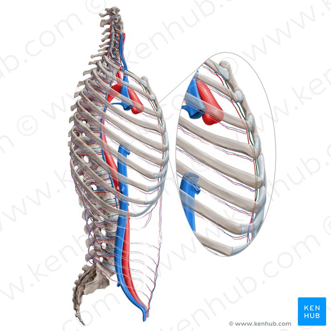 Internal thoracic vein (Vena thoracica interna); Image: Paul Kim