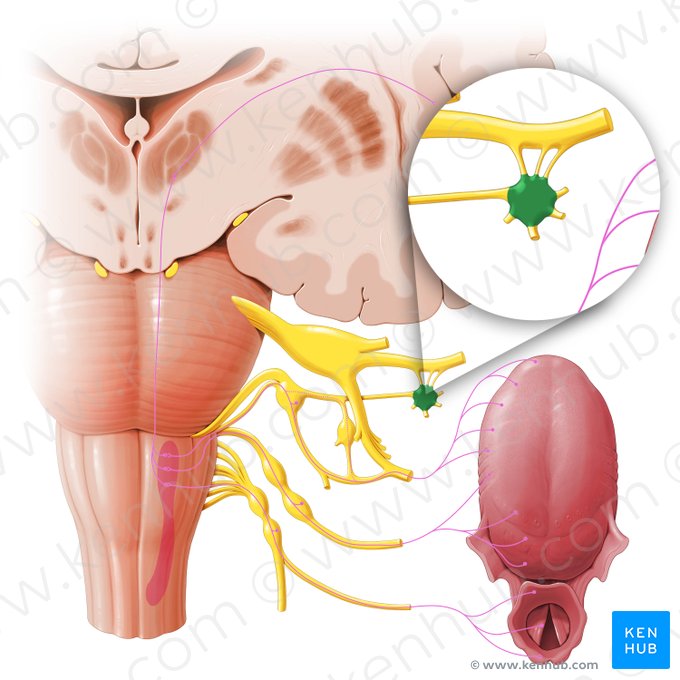 Ganglion pterygopalatinum (Flügelgaumenganglion); Bild: Paul Kim