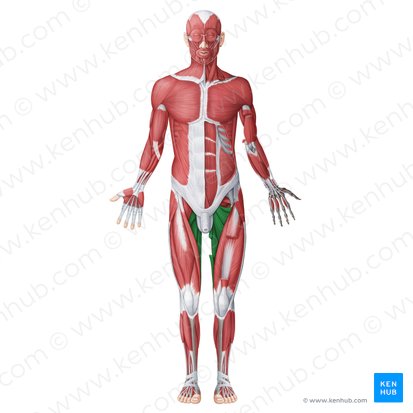 Medial (adductor) muscles of thigh (Musculi medialies (adductores) femoris); Image: Irina Münstermann
