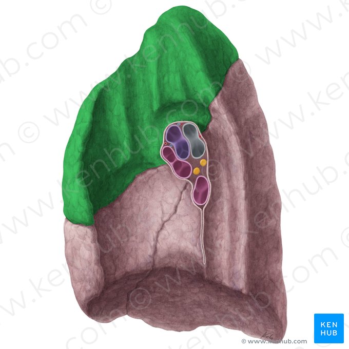Lobus superior pulmonis dextri (Oberlappen der rechten Lunge); Bild: Yousun Koh