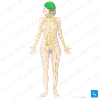 Système nerveux central (Systema nervosum centrale); Image : Begoña Rodriguez